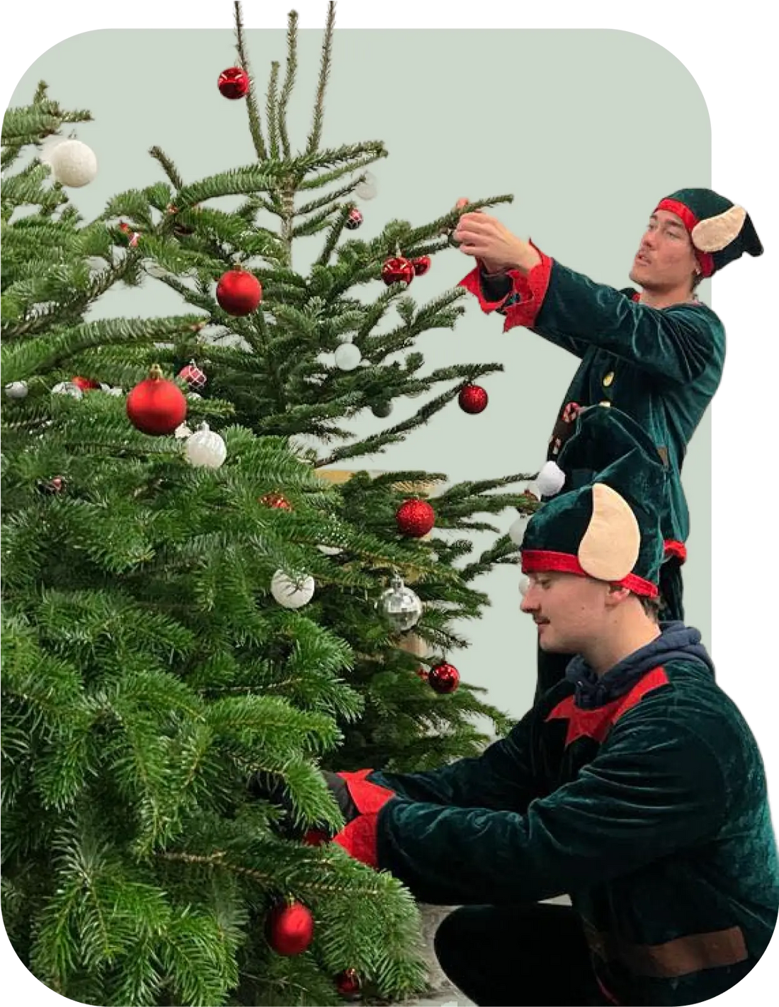 Nos lutins décorent un sapin Nordmann chez un particulier
